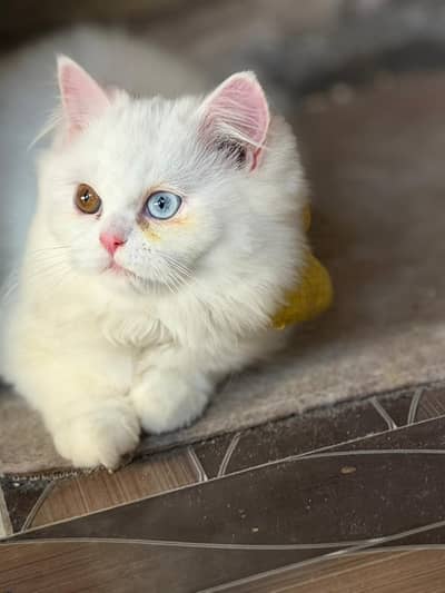 Persian kittens for sale