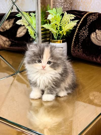 Lovely Kittens Looking for new Home With Different Prices