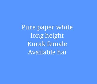 Kurak Female 03211164084