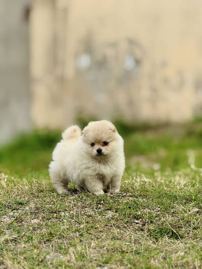 Pomeranian Pair Super Cute & Playful cute puppy