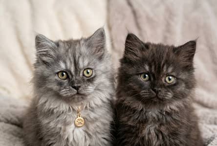 Tripple coated persian kitten