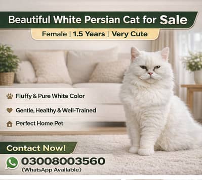 Persian cat punch face, خوبصورت سفید فارسی بلی برائے فروخت فیمیل | 1.5