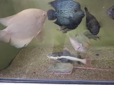Offer price Giant Gourami, Short body Texas, Pacu, red oscar, Vieje