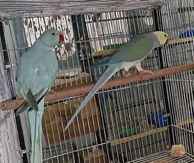 Violet Turquoise CT Male x Blue Opaline Female