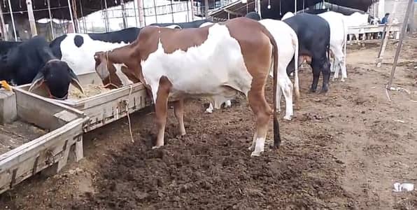 BACHIYA OR BACHRY 2026 KI QURBANI KAY LIYA MOJOOD HAY