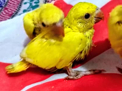Yellow Covered Chick Sale