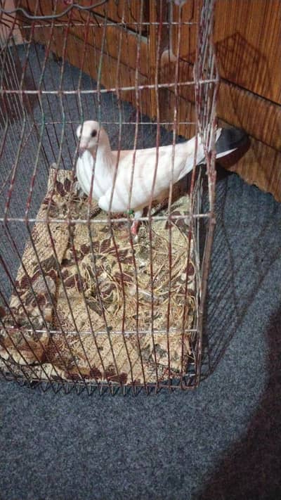 Breeder female for sell