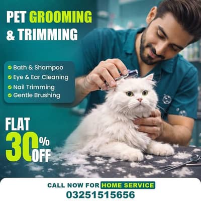 Persian cat grooming & triming
