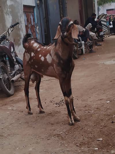 4 dant bredar full active