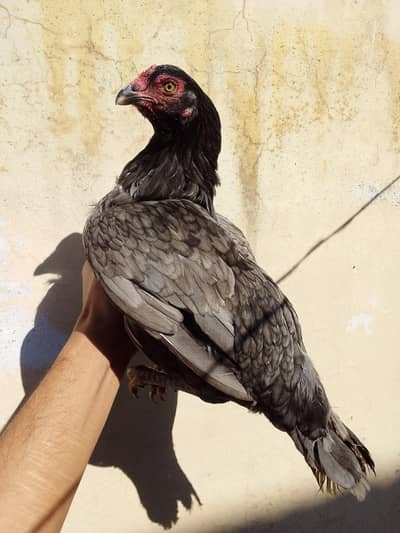 Aseel 3 murgiya hai 3 no aggs pa istat hai