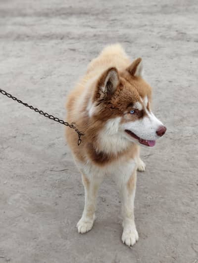 Blue eyes Male Husky