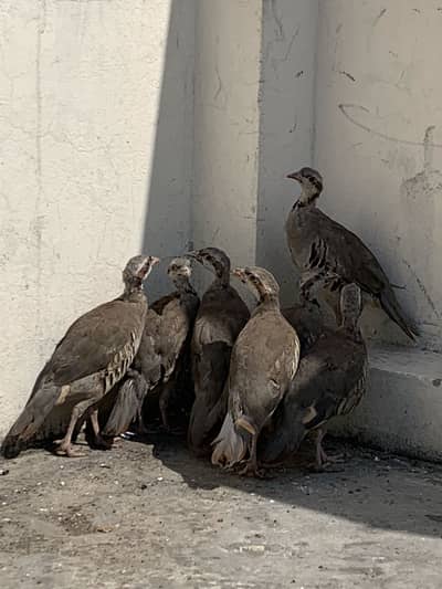 Irani Chand Chakor Available