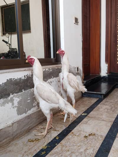 White Shamo Roosters – Healthy & Strong