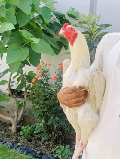 Shamoo cross 03204842308