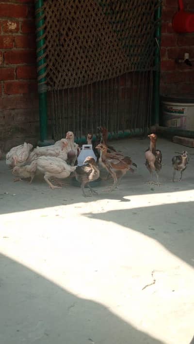 burmi chicks or thai chicks or Pakistan chick's for sale