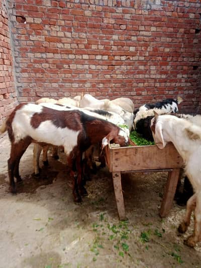 bakrhy and mondrhy for sale