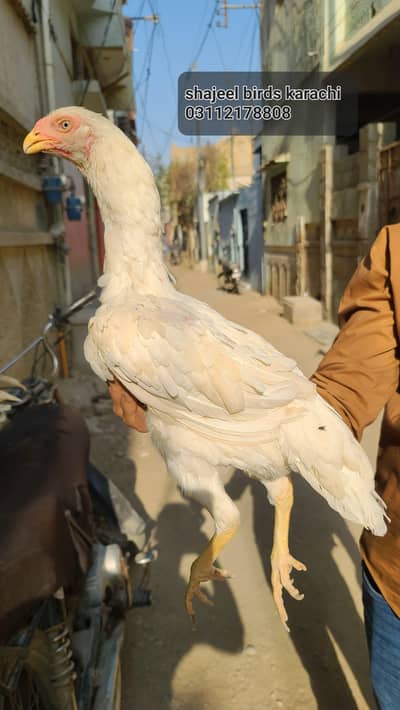 white shamo madi 0/3/1/1/2/1/7/8/8/0/8