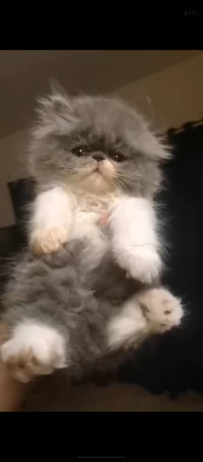 cfa bloodline peki male kitten