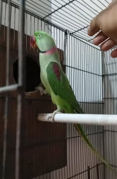 Raw parrot jumbo size