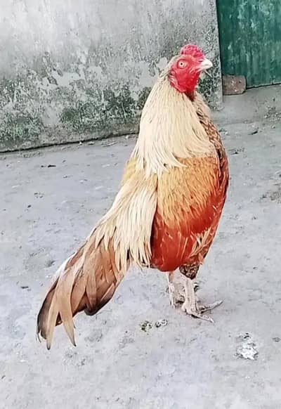 High quality mianwali aseel cargo possible 03161510578