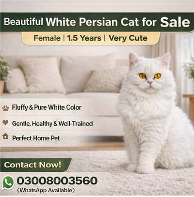 White Persian Female Cat | 1.5 Years |سفید پرشین فیمیل بلی برائے فروخت