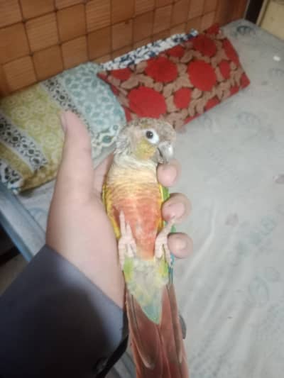 yellow Sided Tame 0 Bite Breeder pice