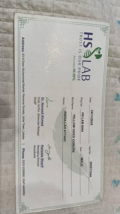 yellow Sided Tame 0 Bite Breeder pice