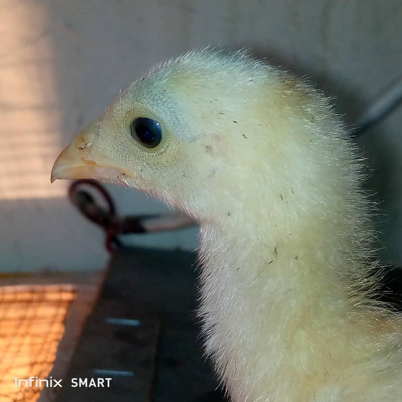 aseel java male/aseel chicks 4