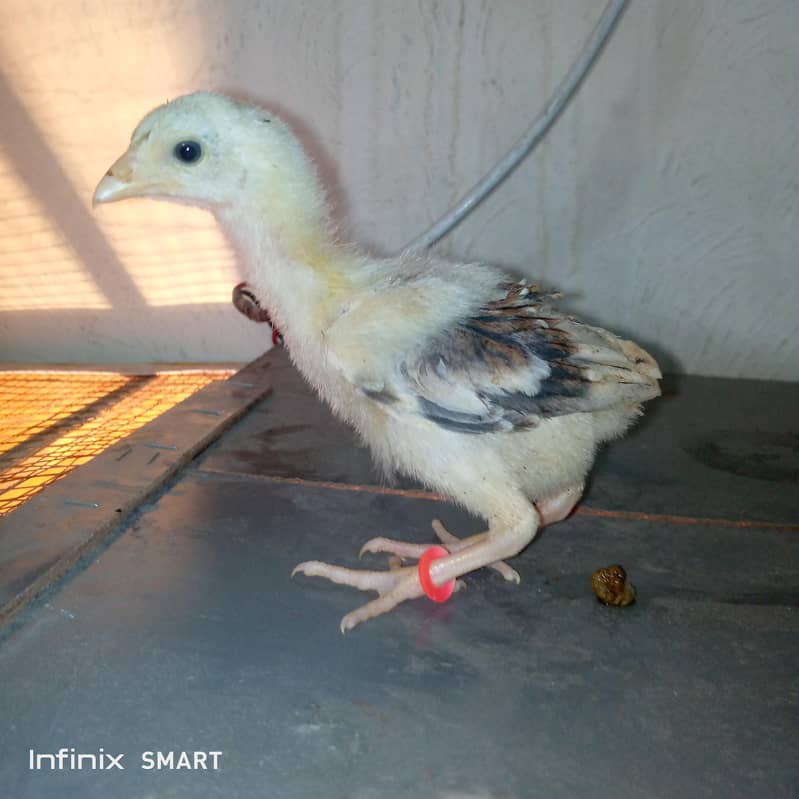 aseel java male/aseel chicks 5