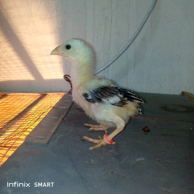 aseel java male/aseel chicks 6