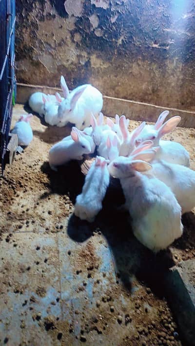 baby rabbits
