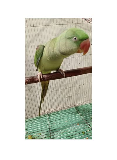 Raw Breader Femail Best for Bread