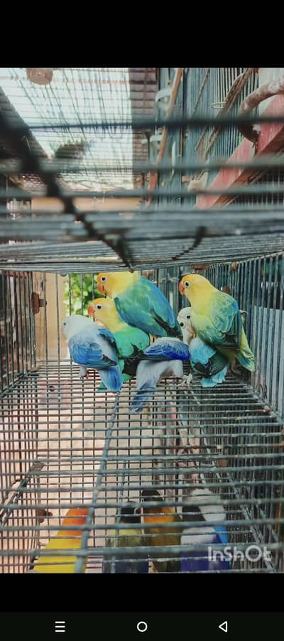 300 plus lovebirds breeders pair & cage & box for sale