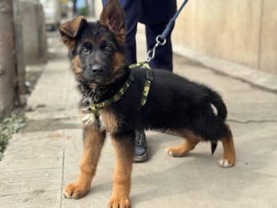 Male German Shepherd Puppy Non-pedigree pure breed