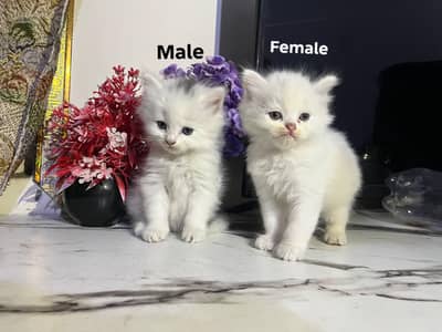 Persian kittens