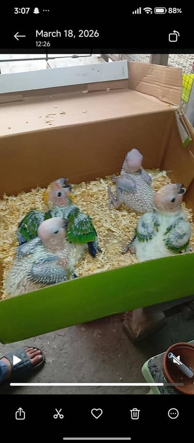 suncinoure chicks for sale