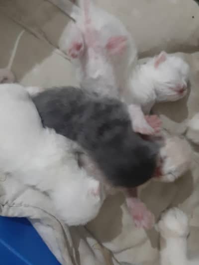 Tripple coated kittens available