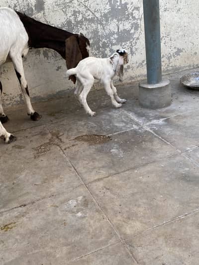 famale goat with 2 kids