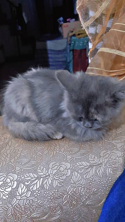 Tripple coated kittens available