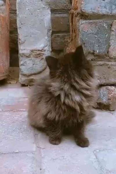 Amna