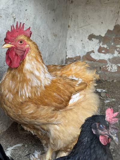 Heavy Buff, Fyumi, Golden Misri for sale