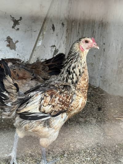 Golden misri, desi hens for sale