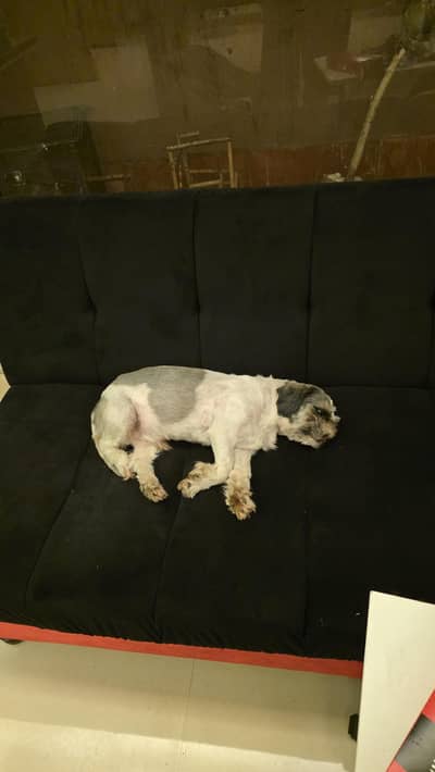 shih tszu SUPER FRIENDLY  UNLIKE OTHERS SUPER ACTIVE