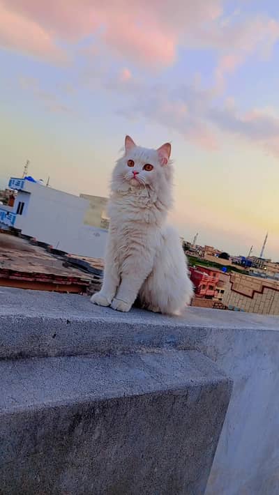 white Persian cat female
