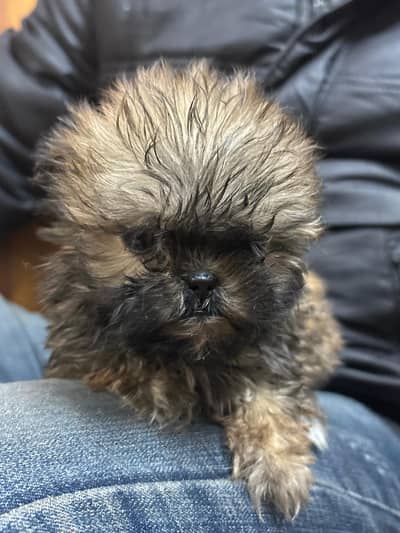 Shihtzu Female Puppy/ shihtzu Puppy for urgent sale