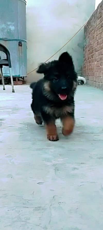 German shepherd Top quality puppies
