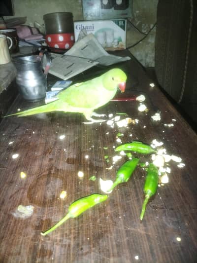 ringneck pairs love boirds