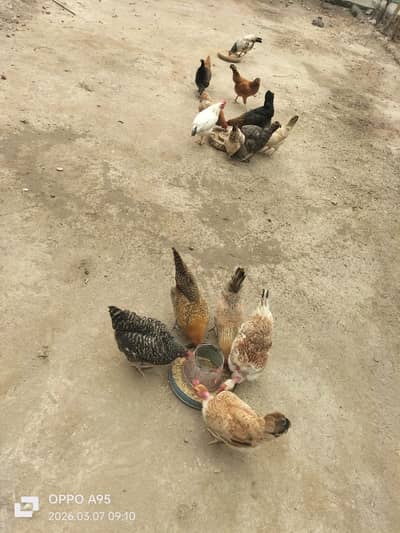 Desi Anday Dene Wali Murghi For Sale – Sehatmand aur Achi Nasal