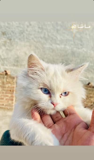 Persian cat triple coat