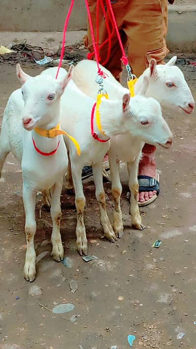 pointeed teeda pakka khera urgent sale